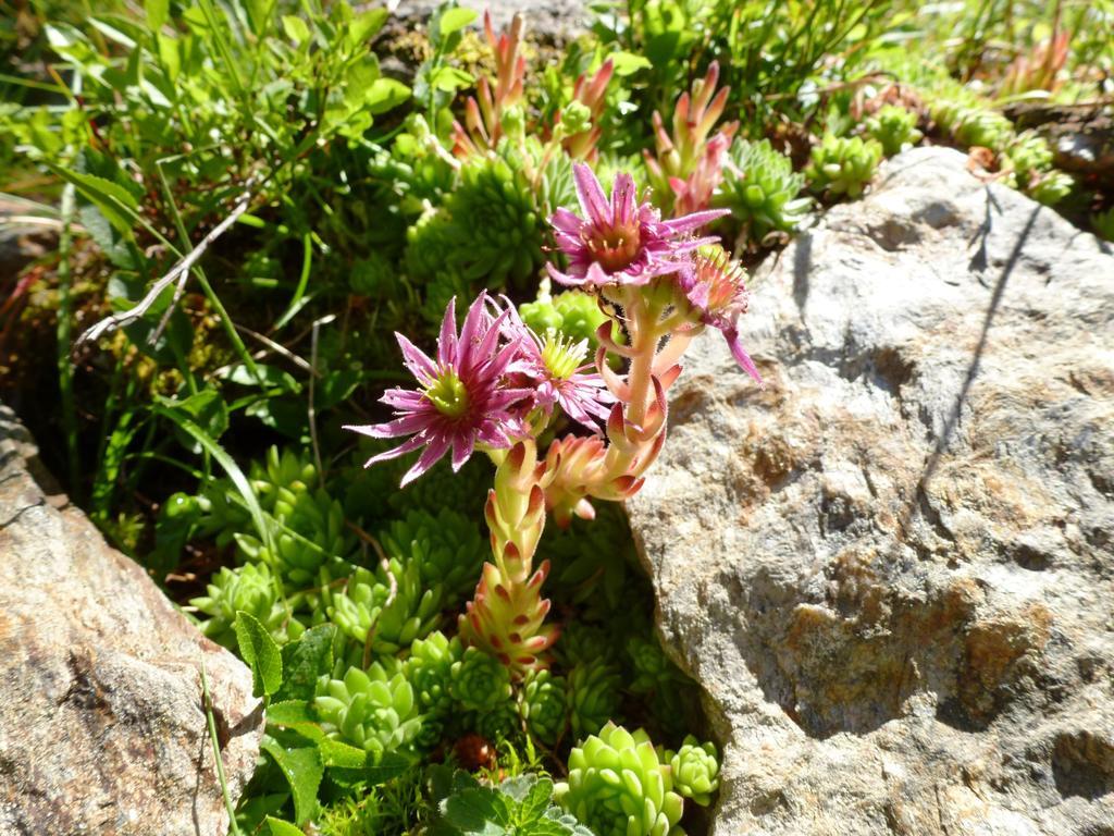 Die Natur Residenz Innervillgraten Εξωτερικό φωτογραφία