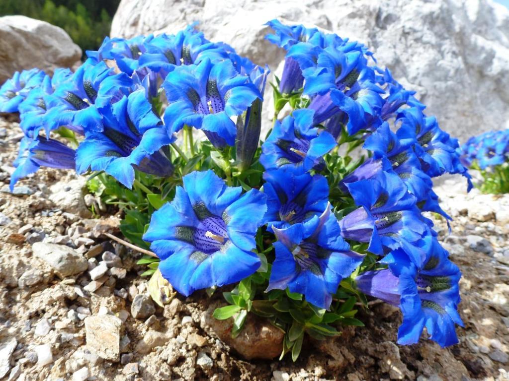 Die Natur Residenz Innervillgraten Εξωτερικό φωτογραφία